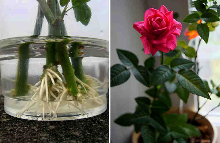 Картинка к материалу: «Как укоренить розу из букета. Используйте натуральные стимуляторы образования корней!»